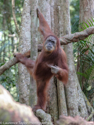 Bukit Lawang & Orangutans